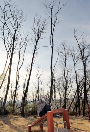 ▲ 범어공원 아카시아 나무2 3일 오후 대구 수성구민운동장 인근 범어체육공원. 아카시아 나무가 앙상하게 둘러싸인 가운데 한 시민이 운동을 하고 있다. 지난 10여년간 대구시가 푸른 숲 가꾸기 일환으로 1천여만그루의 나무를 심었지만 정작 도심속 대부분의 공원 야산은 아카시아 나무에 점령된 채 방치되고 있다. 