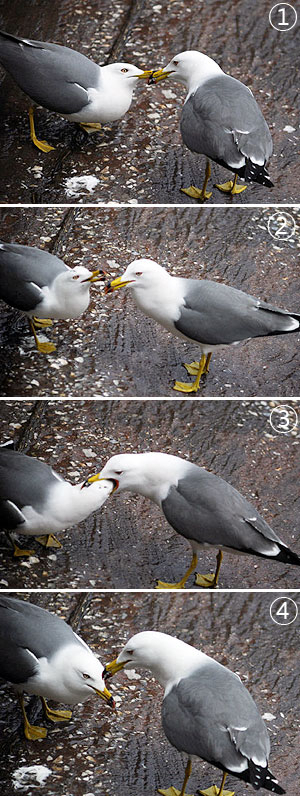 ▲ 봄이 오면서 산란을 위해 모여드는 갈매기들이 늘어나는 가운데 괭이갈매기 두 마리가 생존을 위한 살벌한 다툼을 벌이는 장면을 카메라에 담았다. ①서로 먹이를 물고 힘겨루기를 하고 있다. ②오른쪽 갈매기가 먹이를 삼키고 있다. ③먹이를 삼킨 갈매기가 입을 약간 벌리고 방심한 순간, 왼쪽 갈매기가 입 속에 머리를 집어넣어 먹이를 빼앗는다. ④순식간에 먹이를 삼킨 왼쪽 갈매기는 아무 일 없었던 듯 멀뚱한 표정이다.