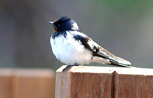 ▲ 1998년 환경부 조사 이후 처음으로 카메라에 잡힌 제비.