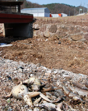 영양군 일월면 도곡리 소하천에서 개구리와 민물고기 등이 떼죽음당했다. 위쪽에 보이는 건물이 폐사 원인으로 지목되고 있는 퇴비 생산공장이다. 엄재진기자