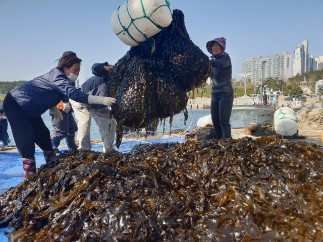 울진군 북면 석호어촌계 주민들의 미역채취가 한창이다. 울진군 제공