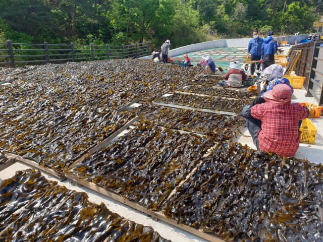울진군 북면 고포마을 주민들이 채취한 미역이 봄 햇살 받으며 여물고 있다. 울진군 제공