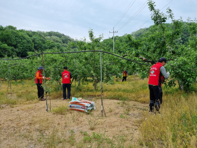 지난 12일 대구농업인단체협의회와 대구시농업기술센터가 진행한 농가 일손 돕기 봉사 활동 모습. 대구농업인단체협의회 제공.