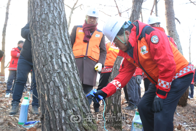 주낙영 경주시장이 소나무재선충병 예방 나무주사 시연에 참여하고 있다.경주시 제공
