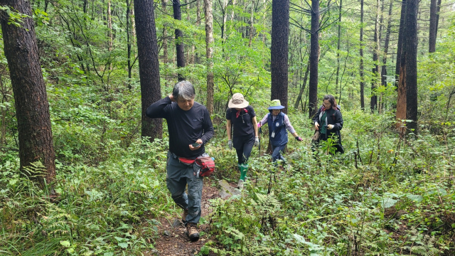 백두대간을 방문한 탐방객들이 숲길을 걷고 있다. 영주국유림관리소 제공
