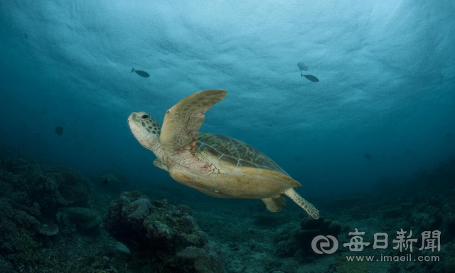 멸종위기동물인 푸른바다거북. 포항시 제공
